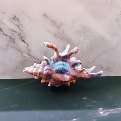 Velvet Claws Realistic Conch Shell Hair Claw in Mermaid Colors